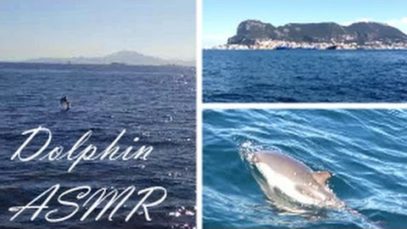 ASMR 3D whisper relaxation for sleeping with DOLPHINS: How to HIJACK your Insomniac mind