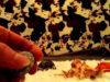 ASMR almost inaudible Whispering – Sounds of Seashells show & tell