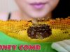 ASMR Apis florea honey comb x Rice Cake,EATING SOUND PART 03| LINH-ASMR