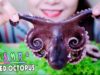 ASMR Boiled whole Octopus , Eating sound | LINH-ASMR