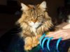 ASMR CAT MASSAGE GENTLE WHISPER TAPPING SCRATCHING FOR SLEEP