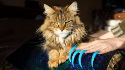 ASMR CAT MASSAGE GENTLE WHISPER TAPPING SCRATCHING FOR SLEEP