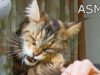 ASMR CAT & sound nails tapping trigger much tingles