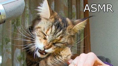 ASMR CAT & sound nails tapping trigger much tingles