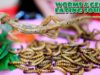 ASMR Deep fried Morio Worm and Gecko(SOUTHEAST ASIA EXOTIC FOOD),eating sound  | LINH-ASMR