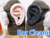 [ASMR] 耳かき① Ear Cleaning [声なし-No Talking]