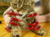 ASMR FOR SLEEP EAR TO EAR SOUNDS NAILS TAPPING CAT ASMR