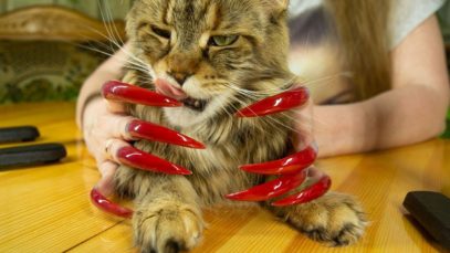 ASMR FOR SLEEP EAR TO EAR SOUNDS NAILS TAPPING CAT ASMR