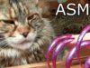 ASMR for Sleep tingles nail tapping & FUNNY CAT