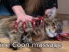 ASMR FUNNY CAT Maine Coon relax massage