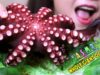 ASMR GIANT JAPAN OCTOPUS (タコ刺身)WITH BABY CUCUMBER (EATING SOUNDS) No Talking | LINH ASMR