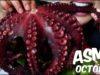 ASMR GIANT OCTOPUS ปลาหมึกยักษ์ (CHEWY EATING SOUNDS) No Talking | SAS-ASMR