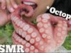 ASMR Octopus SASHIMI (SAVAGE CHEWY EATING SOUNDS) NO TALKING | SAS-ASMR