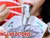ASMR Raw octopus(Korean Exotic Food), eating sounds | LINH-ASMR