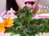 ASMR RAW SEA GRAPES , EXTREME CRUNCH EATING SOUNDS | LINH-ASMR