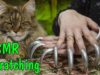 ASMR SCRATCHING NO TALKING LONG NAILS & CAT