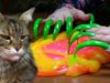 ASMR SLIME triggers & tingles asmr sound slimes buble & FUNNY CAT