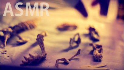 ASMR T-Rex Excavation ⛏️Ep #3 “The Dig-Scrap-Brush Rule” – NO TALKING