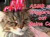 ASMR TRIGGER NAILS SOUND TAPPING & SCRATCHING FUNNY CAT