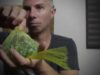 ASMR Trigger Therapy 9.1 No Talking