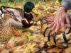 ASMR triggers for sleep of the autumn forest