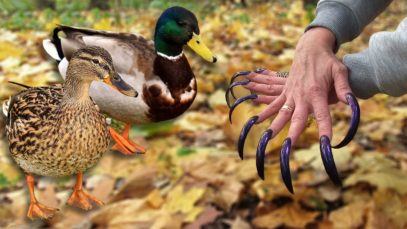 ASMR triggers for sleep of the autumn forest