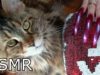 ASMR triggers for sleep Sound nail scratching & tapping PILLOW & FUNNY CAT