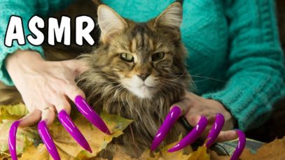 ASMR TRIGGERS FOR SLEEP TINGLES FROM FUNNY CAT VASILISA