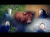[ASMR] WALKING on Gravel / Grass / Mud / Water – (ft. Cows)