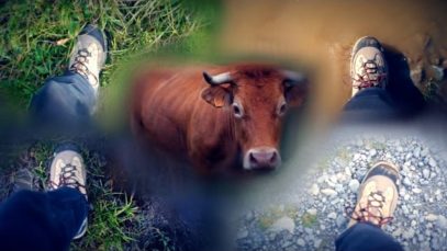 [ASMR] WALKING on Gravel / Grass / Mud / Water – (ft. Cows)