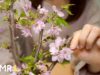 [ASMR] お花見しながら囁き雑談? Whisper Chit Chat