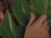 ASMR with The Big Green Leaf (No Talking, Layered, and Looped)