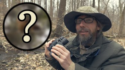 ASMR’s ASMR for Woodland Creatures!