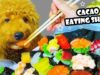CACAO ASMR EATING SUSHI ( SALMON X FRIED PORK | DOG EATING SOUNDS | LINH-ASMR