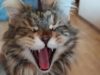 CAT ASMR. Sound Licking kitten ASMR triggers tingle tapping nails