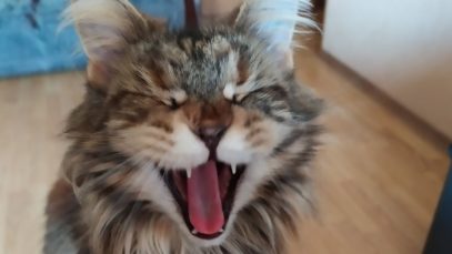 CAT ASMR. Sound Licking kitten ASMR triggers tingle tapping nails