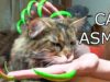 CAT ASMR triggers nail tapping asmr nail sound for sleep