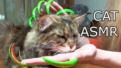 CAT ASMR triggers nail tapping asmr nail sound for sleep