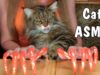 FUNNY CAT ASMR triggers tingles from cat Maine Coon Vasilisa