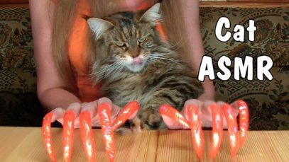 FUNNY CAT ASMR triggers tingles from cat Maine Coon Vasilisa