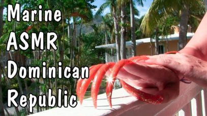 Marine ASMR best triggers for sleep from Atlantic Ocean