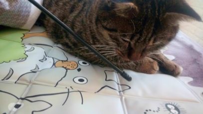 MIAOW ASMR CAT Prrrr 猫舔耳MOUTH SOUNDS LICKING MIC 1