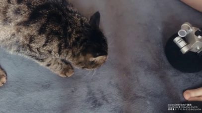 MIAOW ASMR CAT Prrrr 猫舔耳MOUTH SOUNDS LICKING MIC2