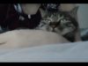 MIAOW ASMR?喵喵喵口腔音Intense mouth sounds激烈的嘴声?