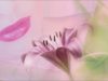 【R18】囚われた勇者、おっぱいで甘やかされてお姉さんサキュバスの虜になる