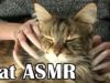 SLEEP ASMR STORY CAT MAINE COON GENTLE WHISPER