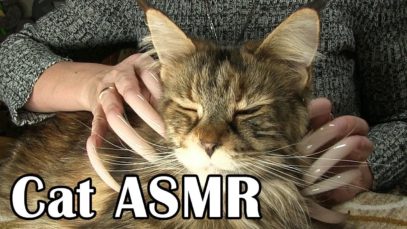 SLEEP ASMR STORY CAT MAINE COON GENTLE WHISPER