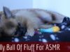 [SO CUTE] ♡ My Little Puppy ASMR Pom ♡ Ear to Ear Whispering
