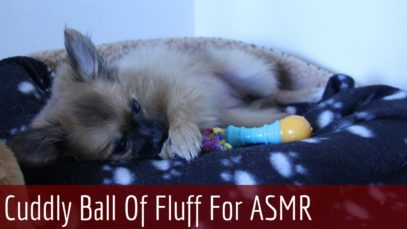 [SO CUTE] ♡ My Little Puppy ASMR Pom ♡ Ear to Ear Whispering