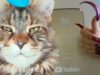 YouTube Silver button for ASMR nails Vera & FUNNY CAT